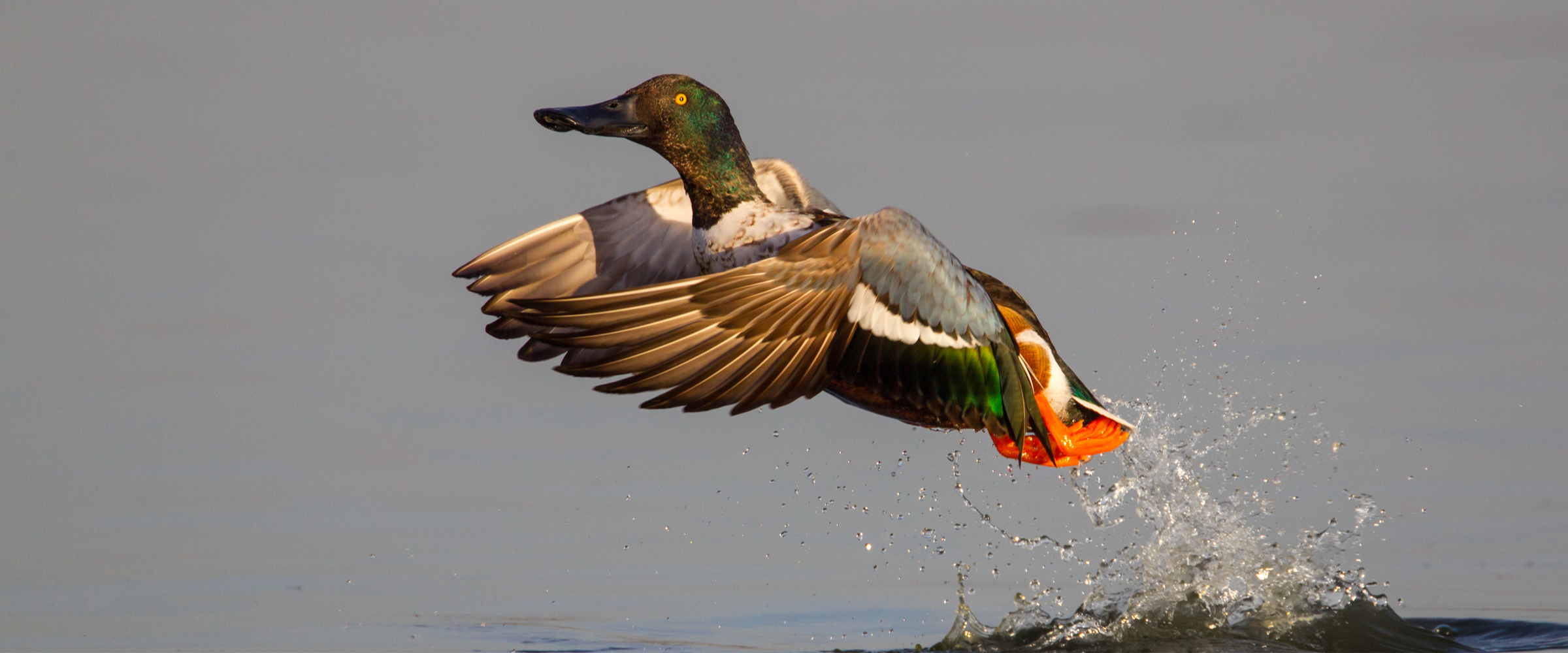 A male Northern Shoveler takes off from the water, leaving a splash in its wake.