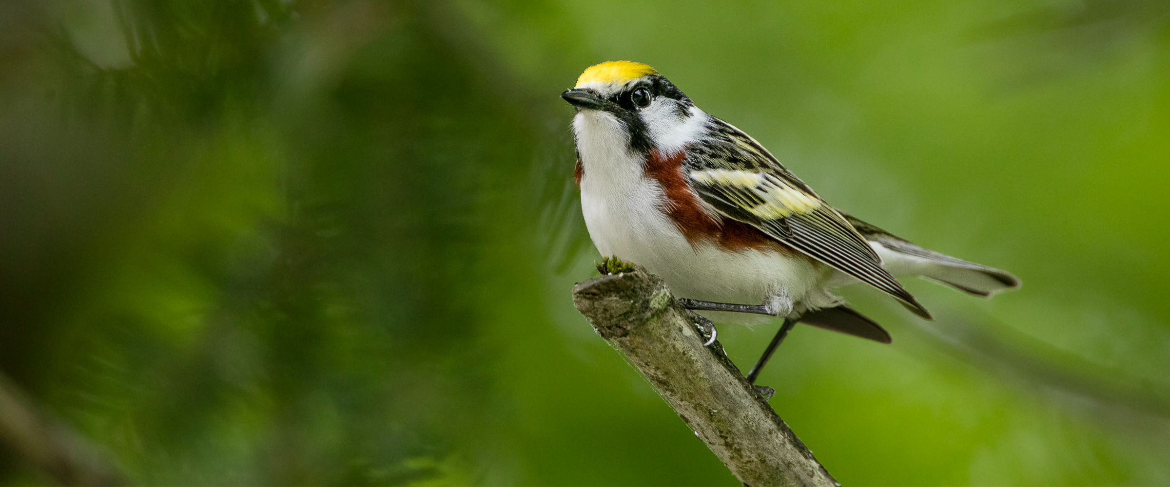 A male Chestnut-sided Warbler perches near the tip of a branch against a dark green background.