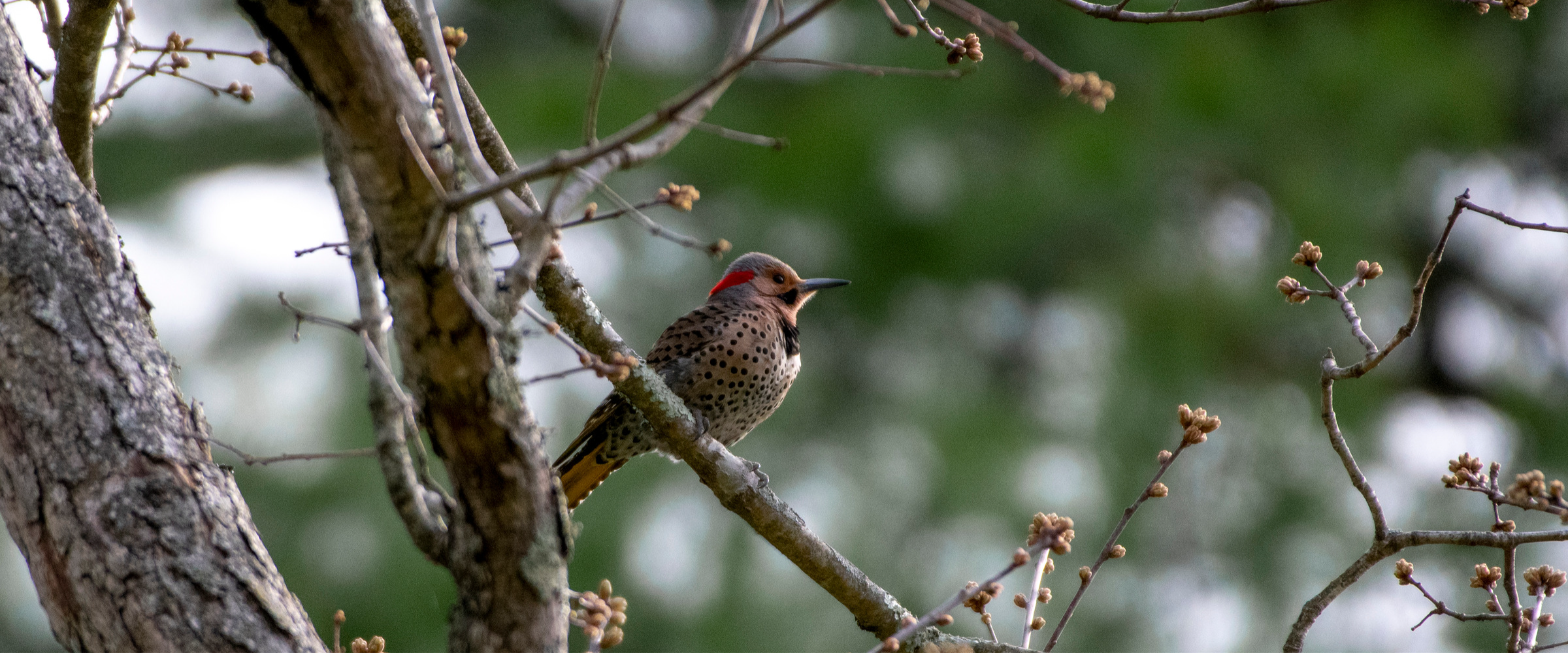A Northern Flicker perches on a branch, looking to the right. The branches are leafless but have buds on them.