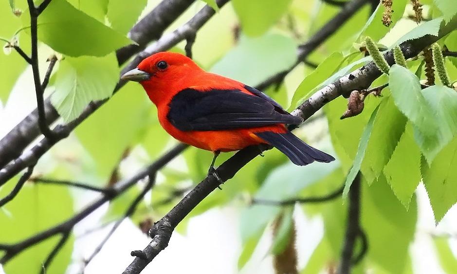 Birds of the Sugarbush: Scarlet Tanager