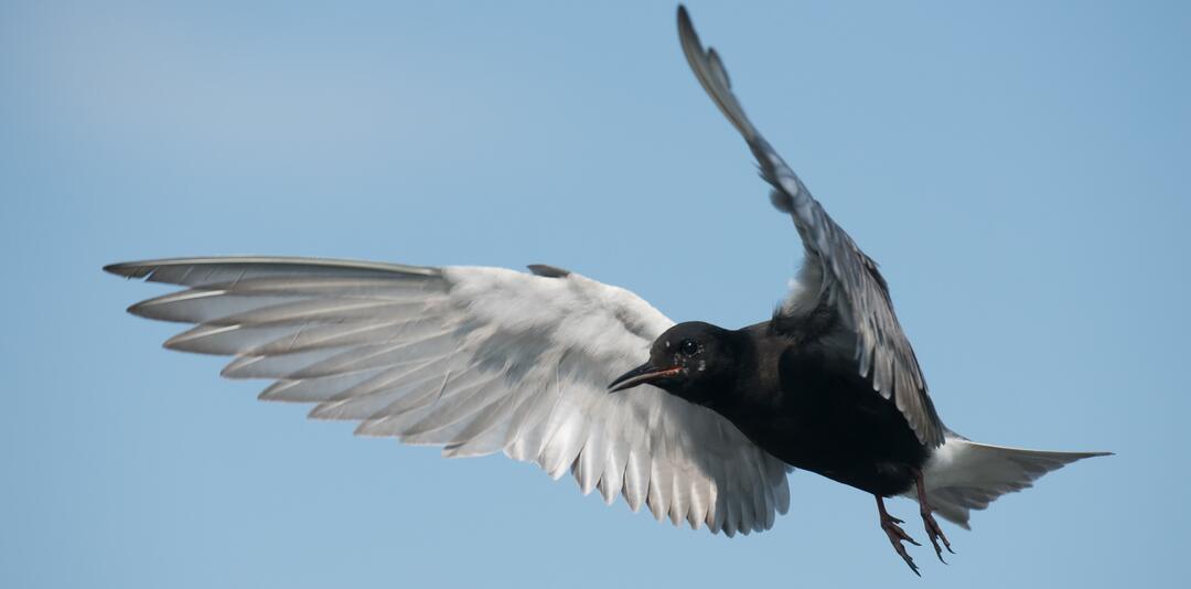A Black Tern flies with wings outspread, you can clearly see the feather definition of its inside right wing.