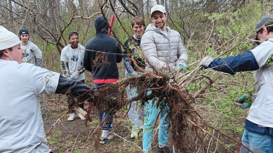 A group of people in a forested area holding up a massive tangle of honeysuckle roots.