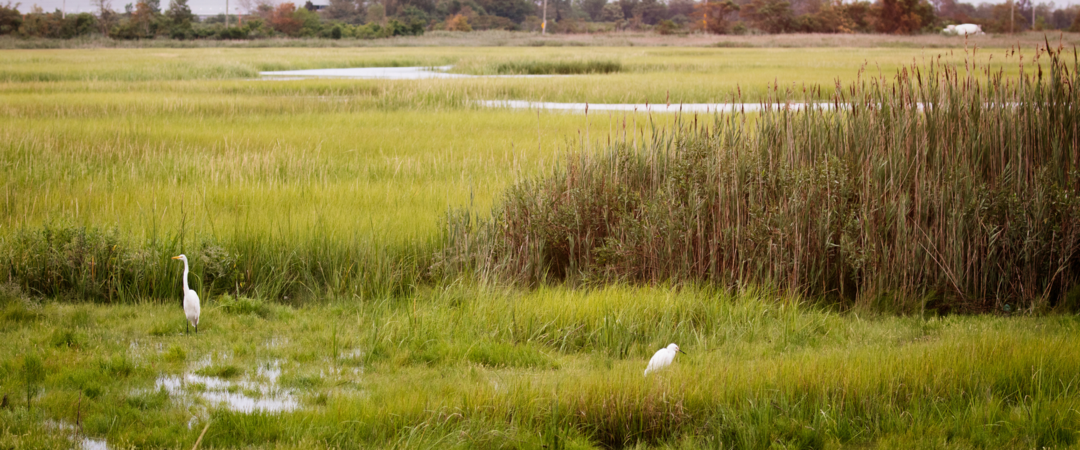 Salt marsh at Idlewild Park, Queens. You can see two Great Egrets in the green grass from a distance.