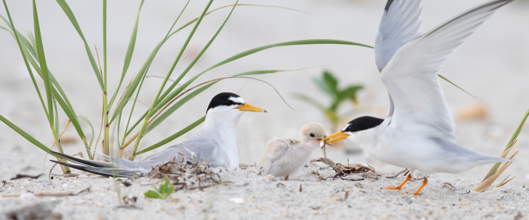 A Least Tern chick sits on the beach with two adults. One adult is feeding the chick a small fish.
