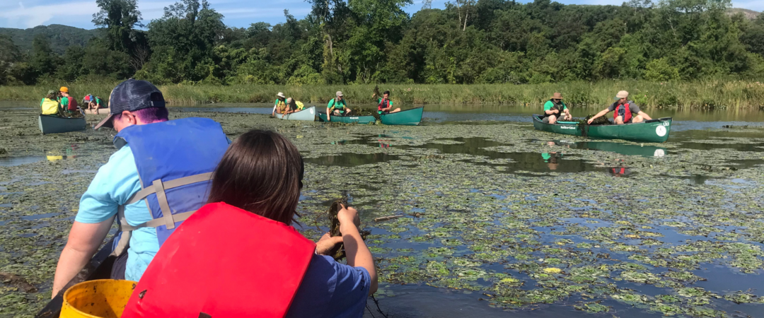 View from the back of a canoe, where people wearing life jackets it in canoes all over a marsh, pulling invasive plants from the water on a sunny day.